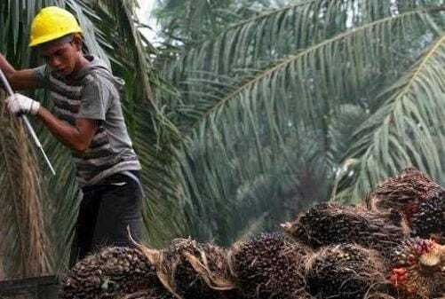Ilustrasi, Peningkatan Perkebunan Warga dengan Program STDB. (Ist)