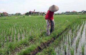 Rp700 Miliar Dikucurkan Pemkab Kukar untuk Tingkatkan Sektor Pertanian