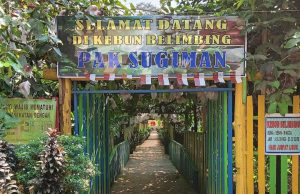 Kebun Belimbing Manunggal Jaya: Destinasi Wisata Baru yang Menjanjikan di Tenggarong Seberang