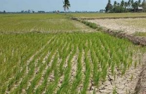 APBD 2025 Kukar Fokus Peningkatan Sektor Pertanian