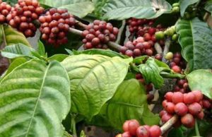 Sekda Kukar Inisiasi Peningkatan Kualitas Kopi Lokal