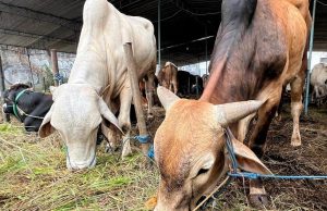 Madri Pani Bagi Kebahagiaan Melalui Pembagian 207 Ekor Sapi Kurban Idul Adha di Kabupaten Berau