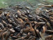 DKP Kukar Ajak Masyarakat Budidaya Ikan Lele dan Patin untuk Sejahtera