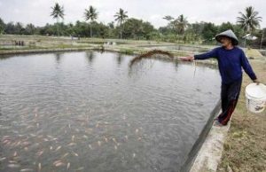 DKP Kukar Ajak Masyarakat Sulit Air Maksimalkan Budidaya Ikan