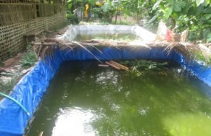 DKP Kukar Dorong Masyarkat di Darat untuk Budidaya Ikan Kolam Filter