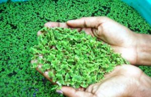 DKP Kukar Luncurkan Program Pakan Ikan Mandiri untuk Daya Saing Global
