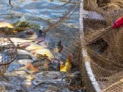 DKP Kukar Salurkan 6.600 Kg Pakan Ikan untuk Tingkatkan Produksi di Samboja