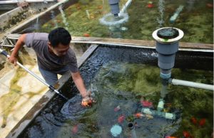 Kukar Siap Jadi Pusat Budidaya Ikan dengan 250 Ton Setahun !