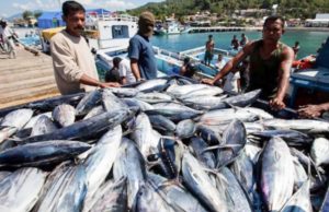 Pesisir Kukar: Pilar Utama Produksi Perikanan Tahunan
