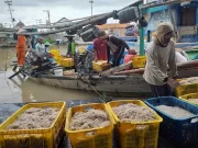 Kukar: Pusat Strategis Ekspor Udang ke Pasar Internasional