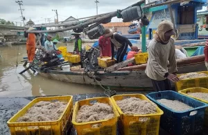 Kukar: Pusat Strategis Ekspor Udang ke Pasar Internasional