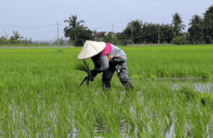 Desa Cipari Makmur Didorong Jadi Kawasan Pertanian Modern Kukar