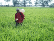 Inovasi Irigasi di Tenggarong Seberang Dorong Produktivitas Pertanian