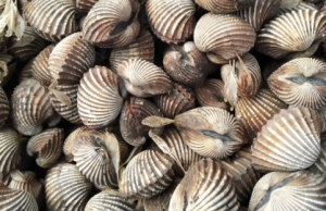 Kerang Muara Badak Tembus Pasar Nasional: Dinas Kelautan dan Perikanan Kukar Perkuat Promosi