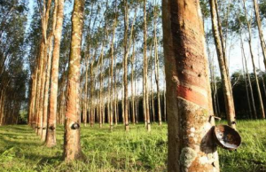 Keberhasilan BUMDes Prangat Selatan dalam Mengelola Perkebunan Karet, PADes Tembus Rp 130 Juta