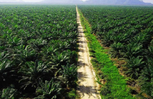 Desa Loleng Berikan Bantuan Bibit Sawit untuk Meningkatkan Hasil Perkebunan Petani