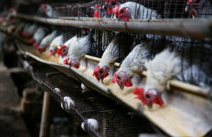 Peternakan Ayam Omega 3 Probiotik di Loa Duri Ilir Dukung Peningkatan Ekonomi Lokal