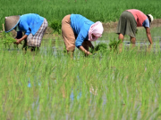 Pemerintah Kukar Gencarkan Peran Penyuluh Pertanian untuk Keberhasilan Pertanian Modern