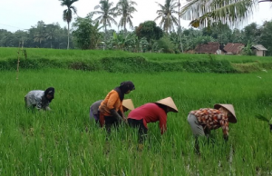 Distanak Kukar Tingkatkan Produktivitas Pertanian Hulu