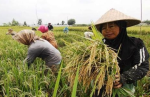 Desa Loa Pari Prioritaskan Revitalisasi Irigasi untuk Ketahanan Pangan