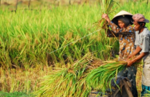 Desa Kerta Buana Selesaikan Pembangunan Infrastruktur untuk Petani