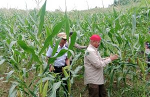 Manfaatkan Lahan Tidur di Kelurahan Maluhu dengan Tanam Jagung dan Budidaya Ikan