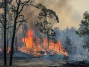 Menhut Klaim Karhutla Berau Tak Ancam Habitat Orangutan, Lembaga Konservasi Beri Peringatan