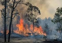 Menhut Klaim Karhutla Berau Tak Ancam Habitat Orangutan, Lembaga Konservasi Beri Peringatan